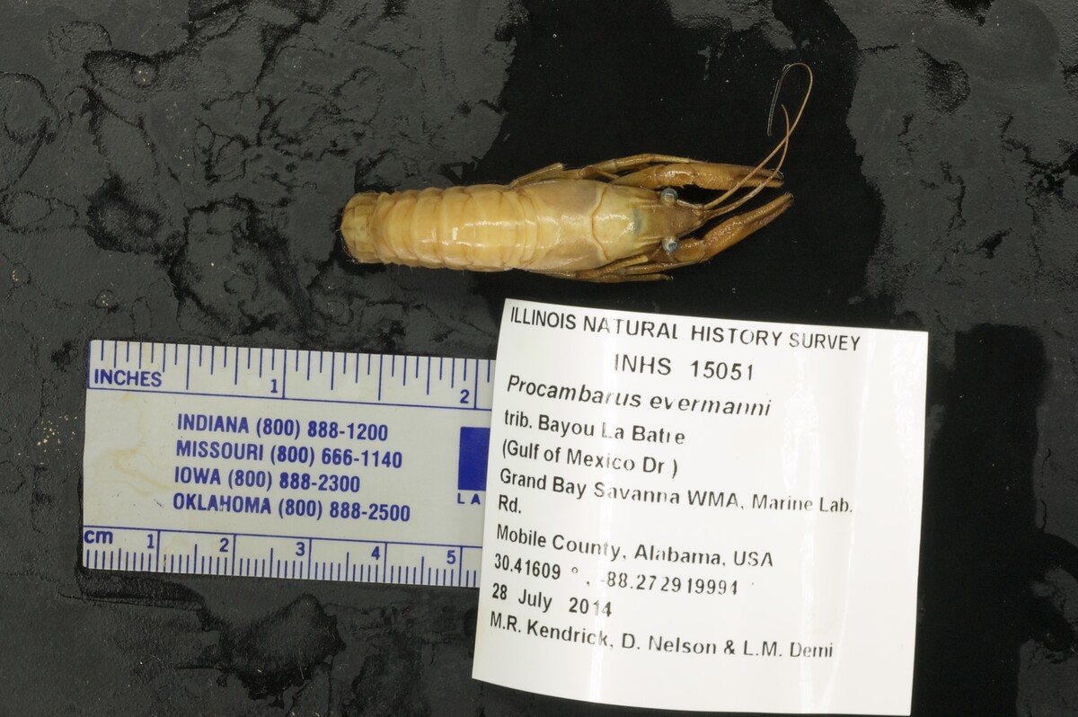 Procambarus evermanni image